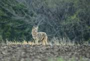 15th Apr 2023 - Lone Coyote
