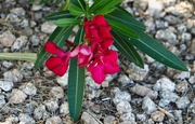 15th Apr 2023 - Red Oleander