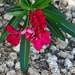 Red Oleander by sandlily