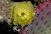 15th Apr 2023 - Prickly Pear flower