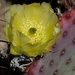 Prickly Pear flower by sandlily