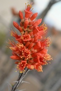 16th Apr 2023 - Blooming Ocotillo