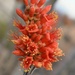 Blooming Ocotillo by sandlily