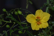 16th Apr 2023 - Palo Verde flower 