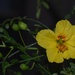 Palo Verde flower  by sandlily
