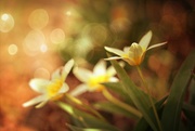 16th Apr 2023 - Flowers and Bokeh
