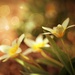 Flowers and Bokeh by lynnz