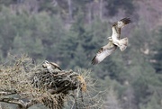 17th Apr 2023 - The Ospreys are back!