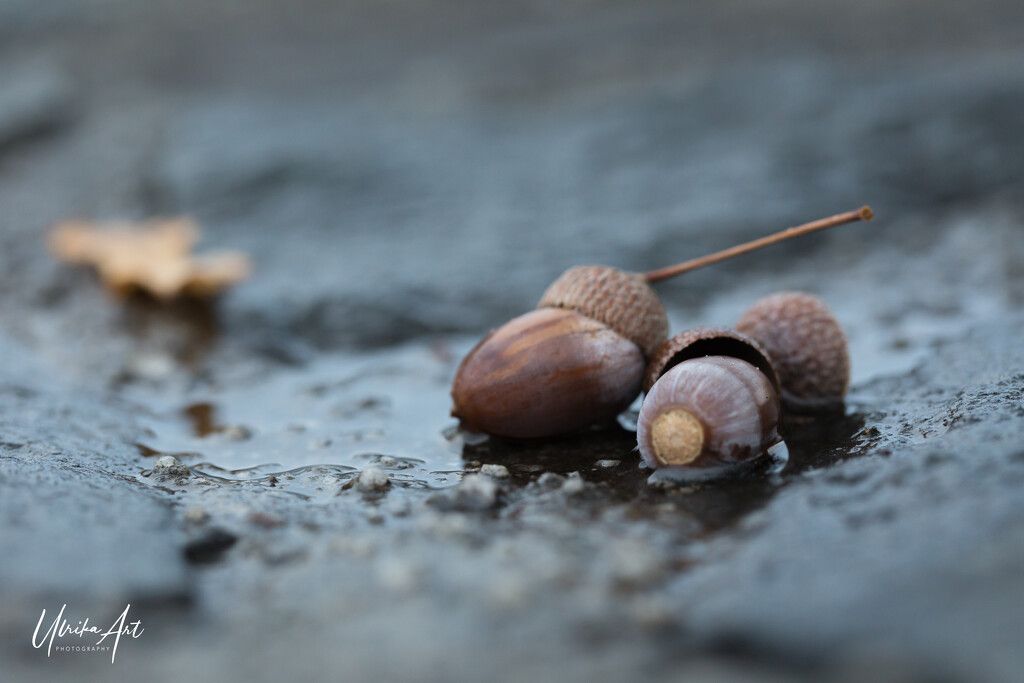 acorn season by ulla