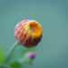 paper daisy bud by ulla