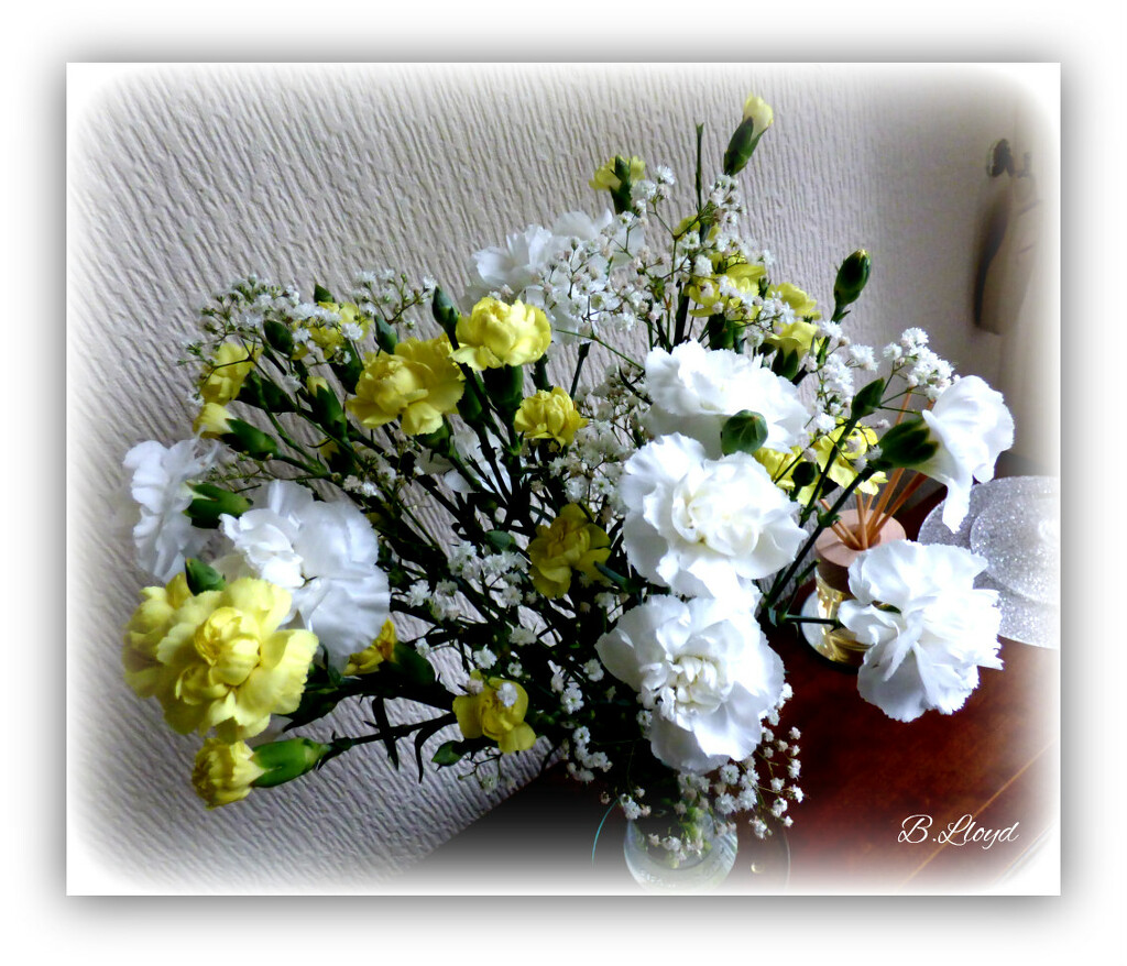 Carnations  by beryl