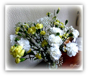 17th Apr 2023 - Carnations 