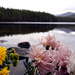 Mar 4th Posy at the Loch-side by valpetersen
