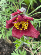 16th Apr 2023 - Pasque Flower