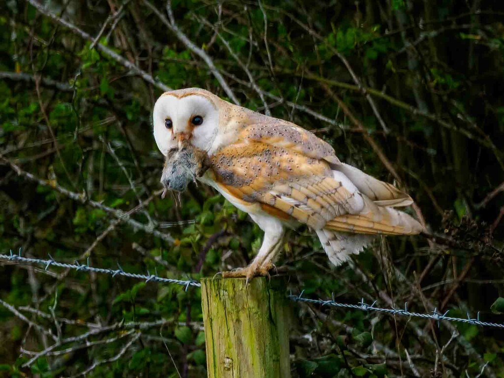Barn Owl  by padlock