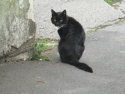 17th Apr 2023 - Cat by the canal.