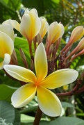 17th Apr 2023 - If there’s nothing else there’s always the frangipani blocking our front door!
