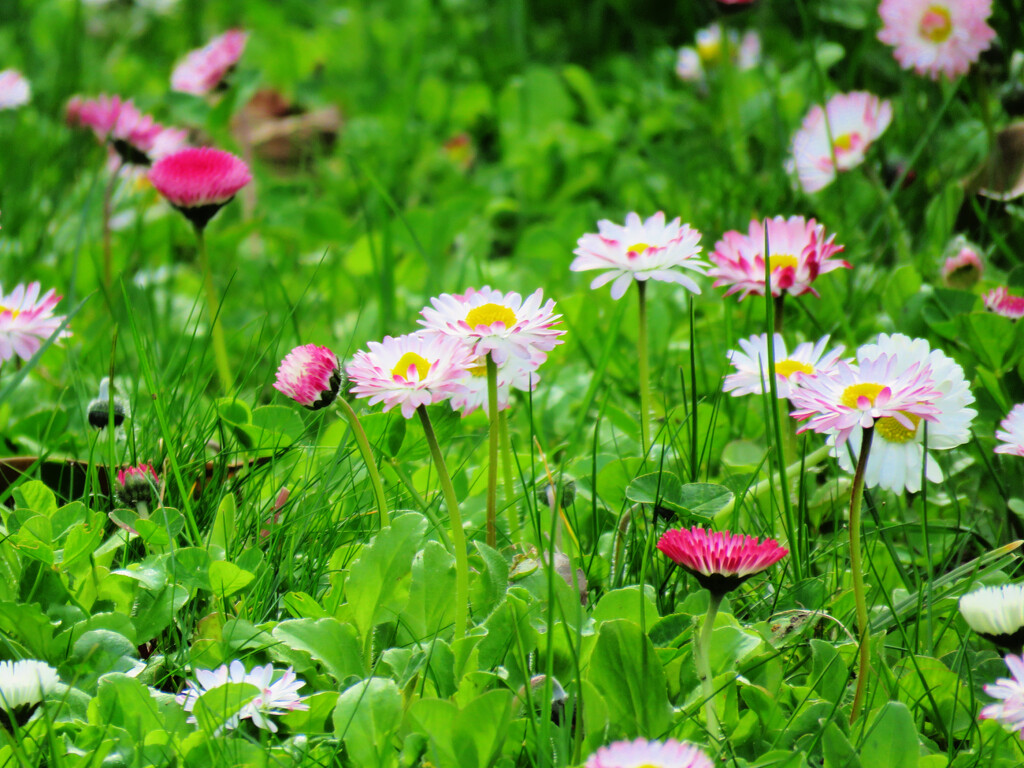 Colorful Lawn Daises by seattlite