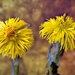 Coltsfoot by okvalle