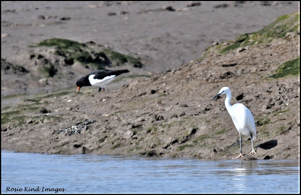 Egret and the oyster catcher by rosiekind