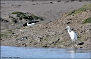 17th Apr 2023 - Egret and the oyster catcher