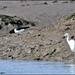 Egret and the oyster catcher by rosiekind