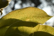 17th Apr 2023 - Pear tree leaves backlit by the sun