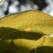 Pear tree leaves backlit by the sun by anitaw