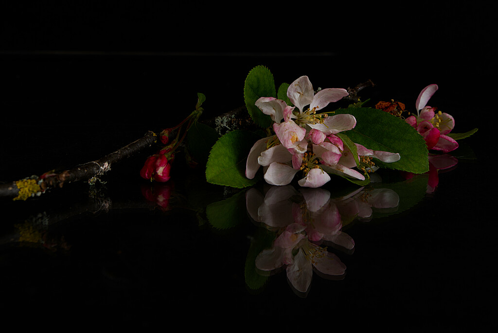 Cherry Blossom by 30pics4jackiesdiamond