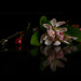 Cherry Blossom by 30pics4jackiesdiamond