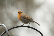 17th Apr 2023 - Robin in the Rain