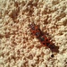 Gendarme beetles by ladypolly