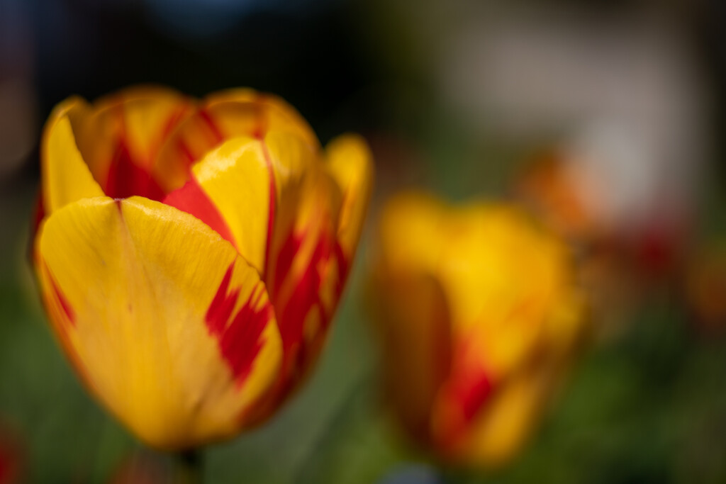 Spring Has Sprung by phil_sandford