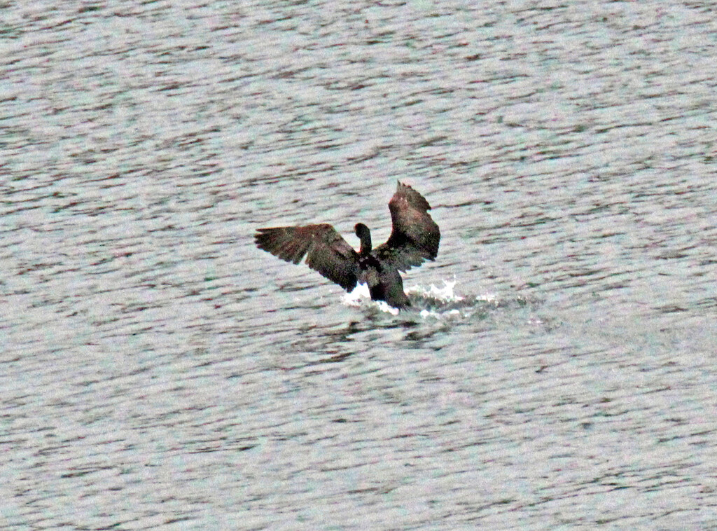 April 7 Cormorant Sticks The Landing IMG_3011A by georgegailmcdowellcom