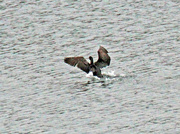 7th Apr 2023 - April 7 Cormorant Sticks The Landing IMG_3011A