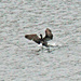 April 7 Cormorant Sticks The Landing IMG_3011A by georgegailmcdowellcom