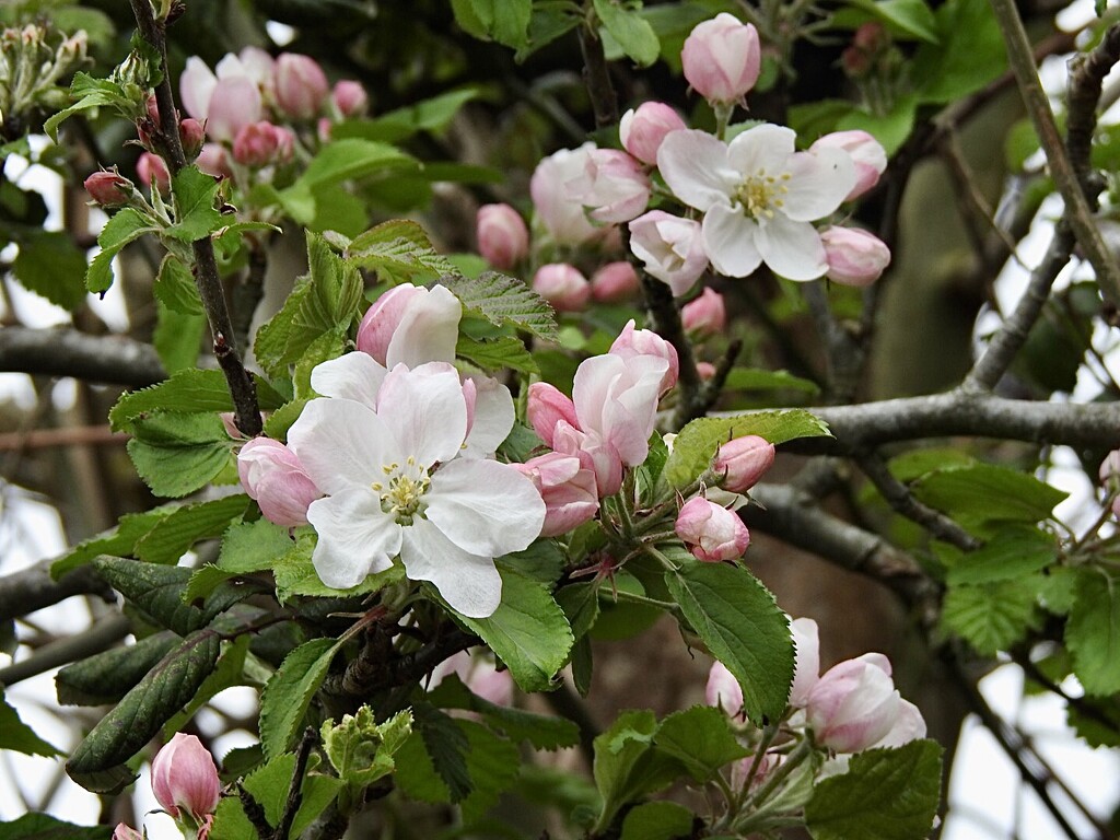 Apple Blossom  by susiemc