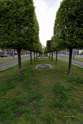 16th Apr 2023 - A row of trees between the pairs of rails