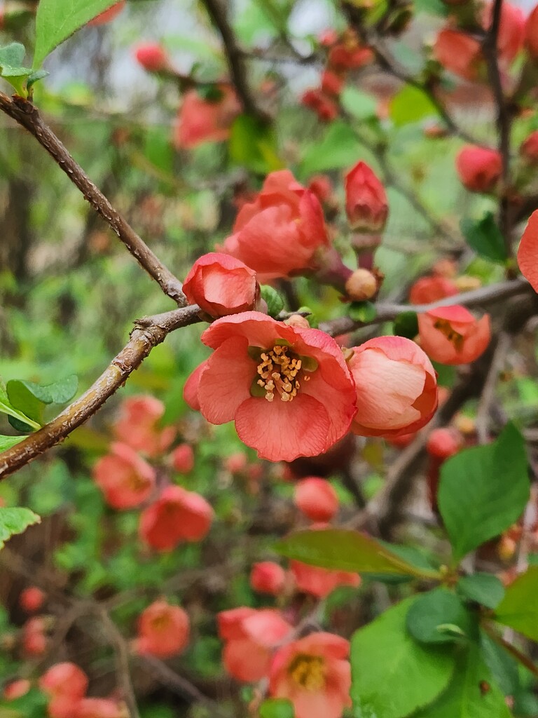 Japanese Quince (Chaenomeles Japonica) by green_eyes