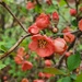 Japanese Quince (Chaenomeles Japonica)