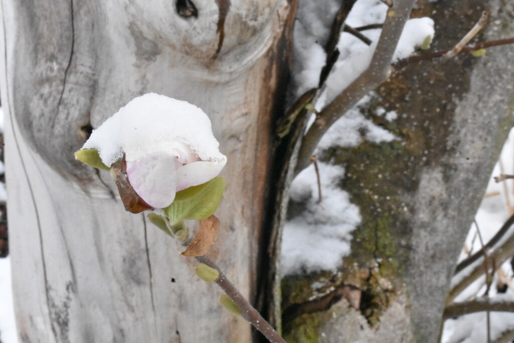 frozen magnolia 1 by lisab514
