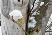 17th Apr 2023 - frozen magnolia 1