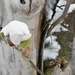frozen magnolia 1 by lisab514