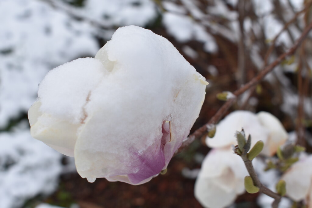 Frozen Magnolia 2 by lisab514