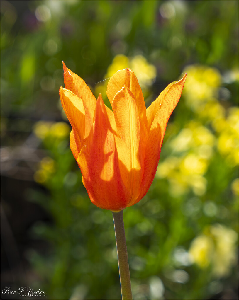 Backlite Tulip by pcoulson
