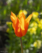 17th Apr 2023 - Backlite Tulip