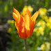 Backlite Tulip by pcoulson