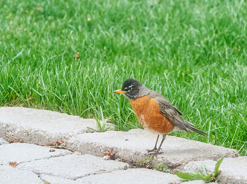 Cheeky Robin by gardencat