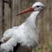 Mr Stork by randy23