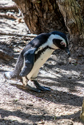 15th Apr 2023 - Penguin